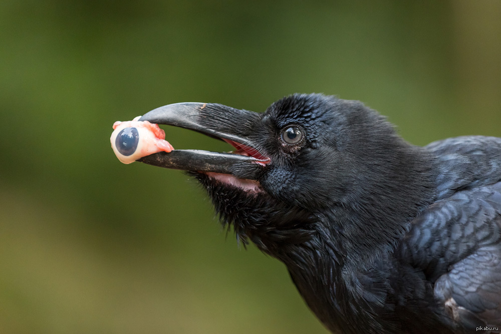 Ворона умная ли птица. Толстоклювый ворон. Толстоклювый ворон Corvus crassirostris. Ворон с глазом в клюве. Черный ворон птица.