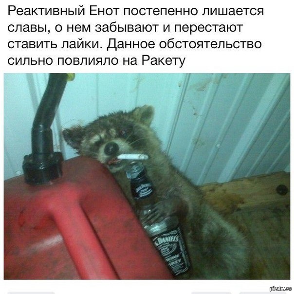 Енот с пивом картинка
