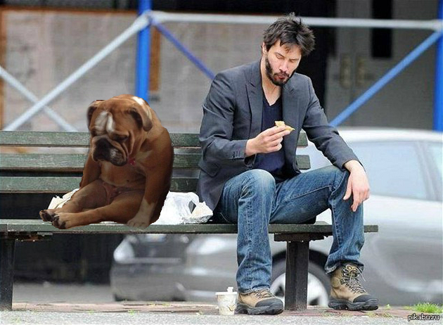 Собака киану ривз. Собака киану ривз. Киану ривз с котом. Собака киану ривз. Собака киану ривз.