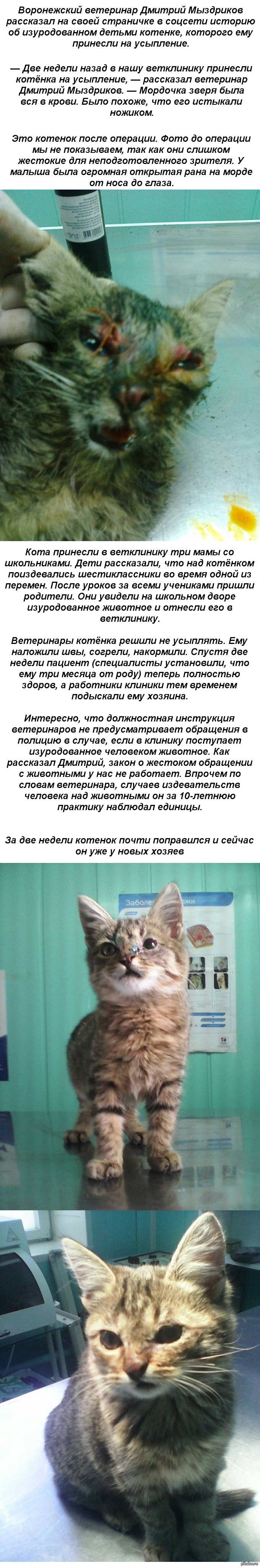 Воронежский ветеринар спас котенка, пострадавшего от рук жестоких  школьников | Пикабу