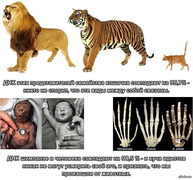 Дальней родственник человека. ДНК человека и животных. Сходство ДНК человека и животных. Схожесть ДНК человека и обезьяны. Сходство ДНК человека и шимпанзе.