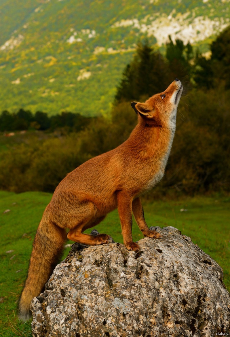 Лис стоит. Лисица (Vulpes Vulpes). Лиса обыкновенная. Прыжок лисы. Лиса в прыжке.