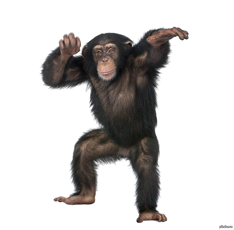 Танцующий шимпанзе. Бонобо обезьяна. Шимпанзе горилла орангутан. Обезьяна на белом фоне. Обезьяна в полный рост.