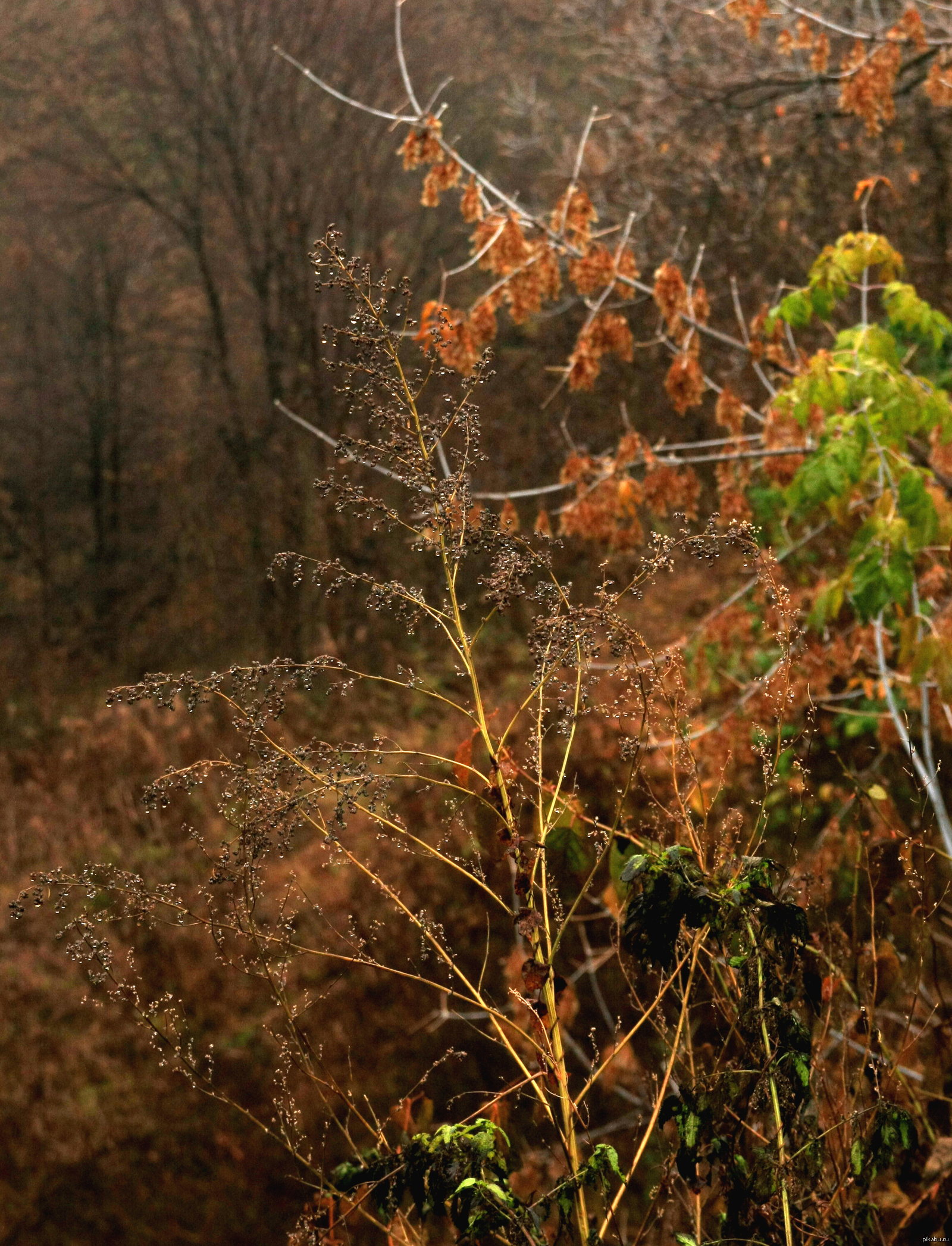 Rain in October - My, October, Autumn, Rain, Kolomenskoye Park