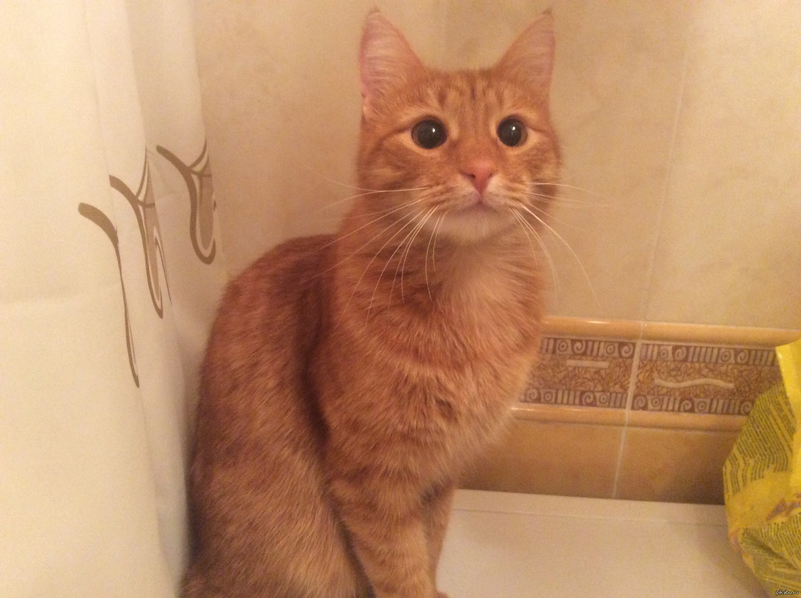 Мой котик | Пикабу