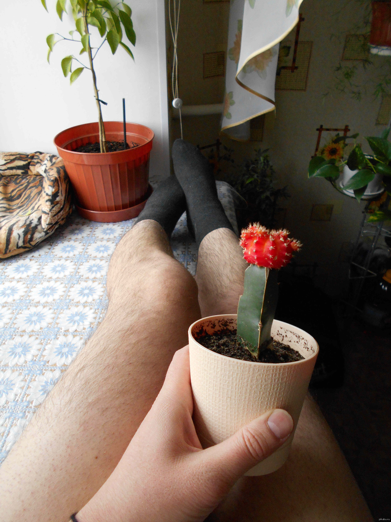 Couldn't resist the temptation. - My, Cosplay, Cactus, Parody, Legs