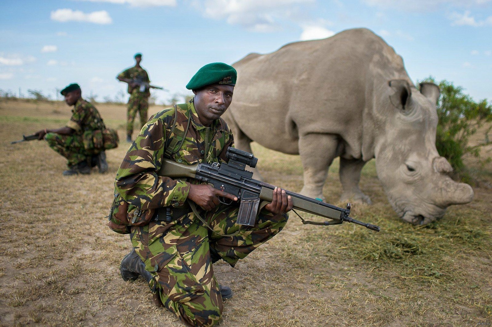 Северные носороги сколько осталось. Северный белый носорог охрана. Северный белый носорог под вооруженной охраной. Охрана Носорогов в Африке.