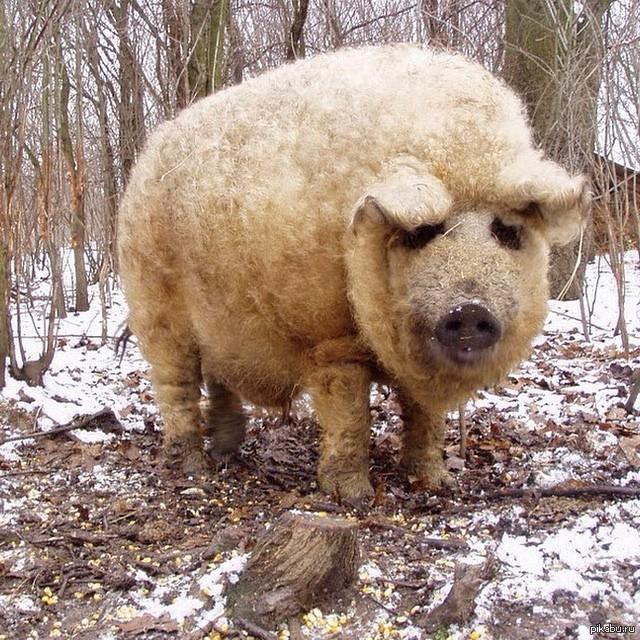 Кудрявые свиньи мангалица фото