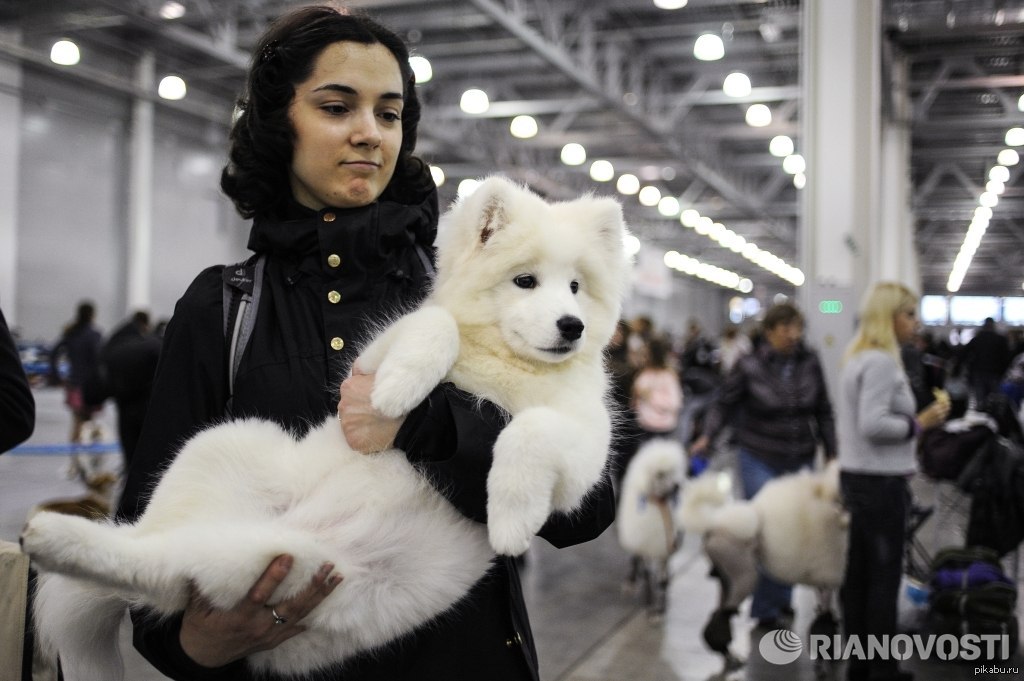 Самоед на выставке. Самоедская собака выставка. Фотографии самоедов на выставках. Всемирная выставка собак в Москве.