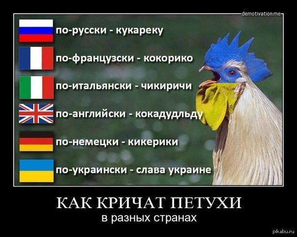 Рус укр. Как кричат петухи в разных странах. Как кукарекает петух в разных странах. Украина смешные слова. Хохол петух.