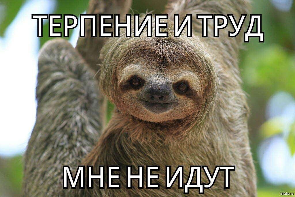 Ленивец маленький