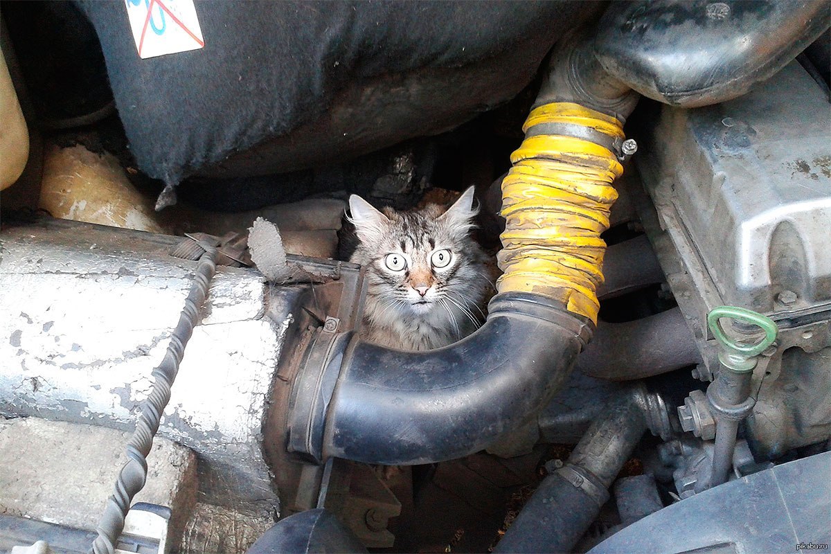 Кошка под капот. Кошка под капотом. Кот залез под капот. Кот на двигателе. Кот залез под капот машины.