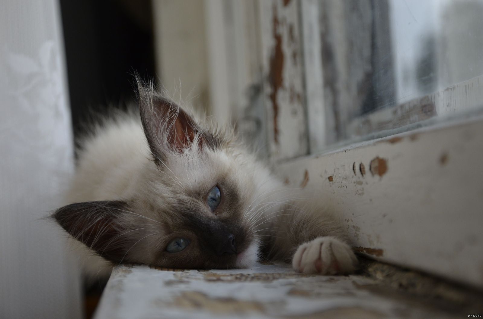 Котёнок) | Пикабу