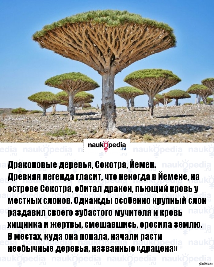 Факты О Лесе
