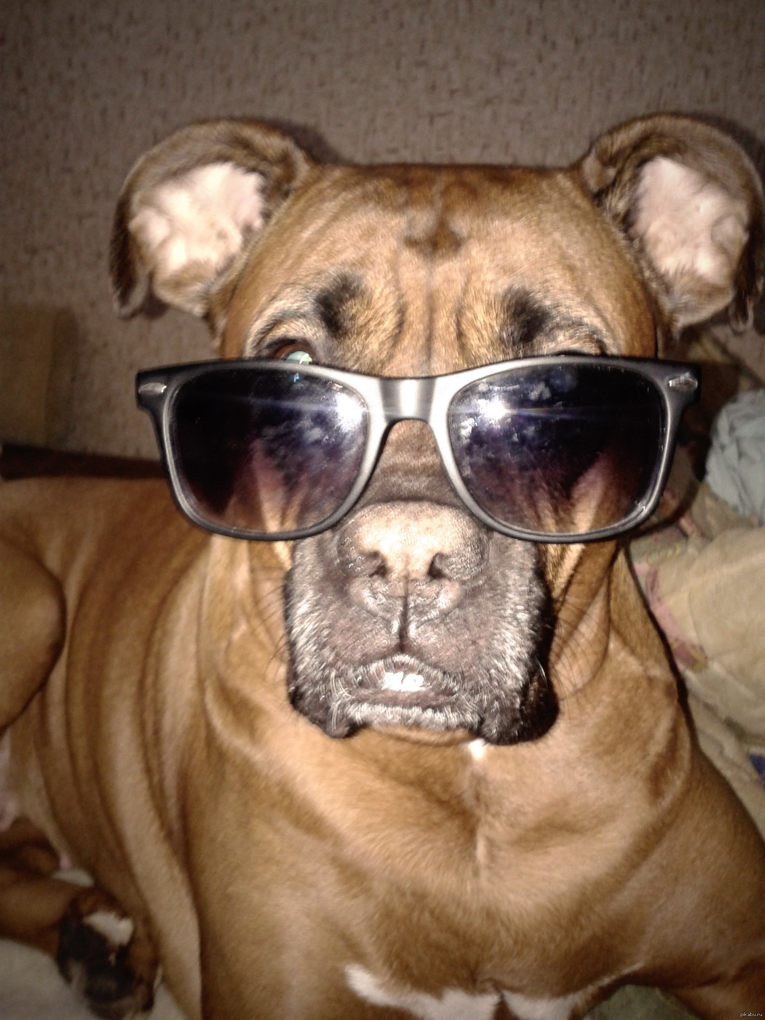 just a boxer with glasses... - Dog, Boxer, Glasses, Seriousness