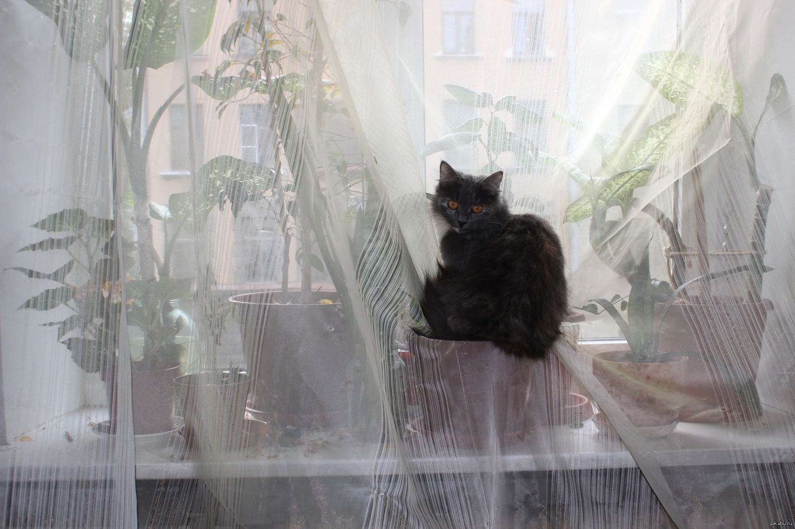 Рваная шторка. Кот на занавеске. Котенок на занавеске. Кот на шторах. Кот в окне за занавеской.