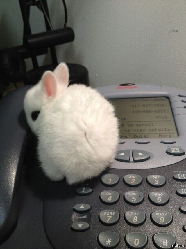 В мире животных звонок на телефон. Кролик с телефоном. Жду у телефона. Жду твоего звонка. Животное звонит.