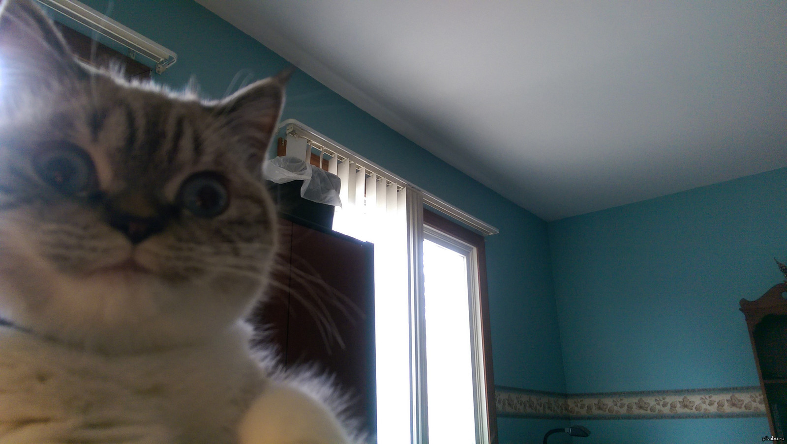Cats webcam. Кот с камерой. Коты в камере. Коты Мем. Кот фоткает себя.