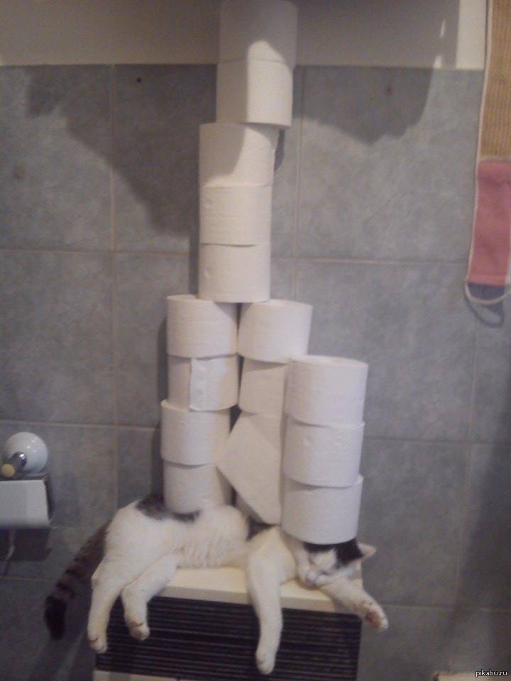 Уровень лени. Коты и туалетная бумага. Туалетная бумага с котиками. Прикольная туалетная бумага. Кот туалетная бумага юмор.