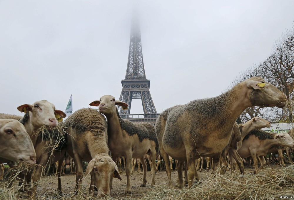 France farmers. Мясомолочное животноводство Франции. Овцеводство во Франции. Франция сельское хозяйство животноводство. Животный мир Франции.