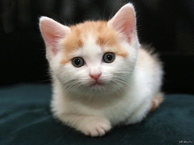 Sweet kittens. Маленькие котятки. Маленький котенок. Котики фото. Киса.