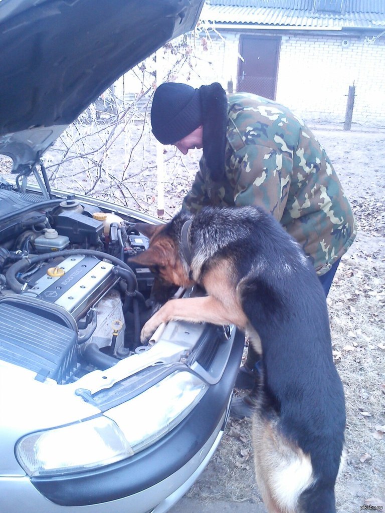 Здесь короче. Собака чинит машину. Приколы. Приколы про машины. Собака автослесарь.