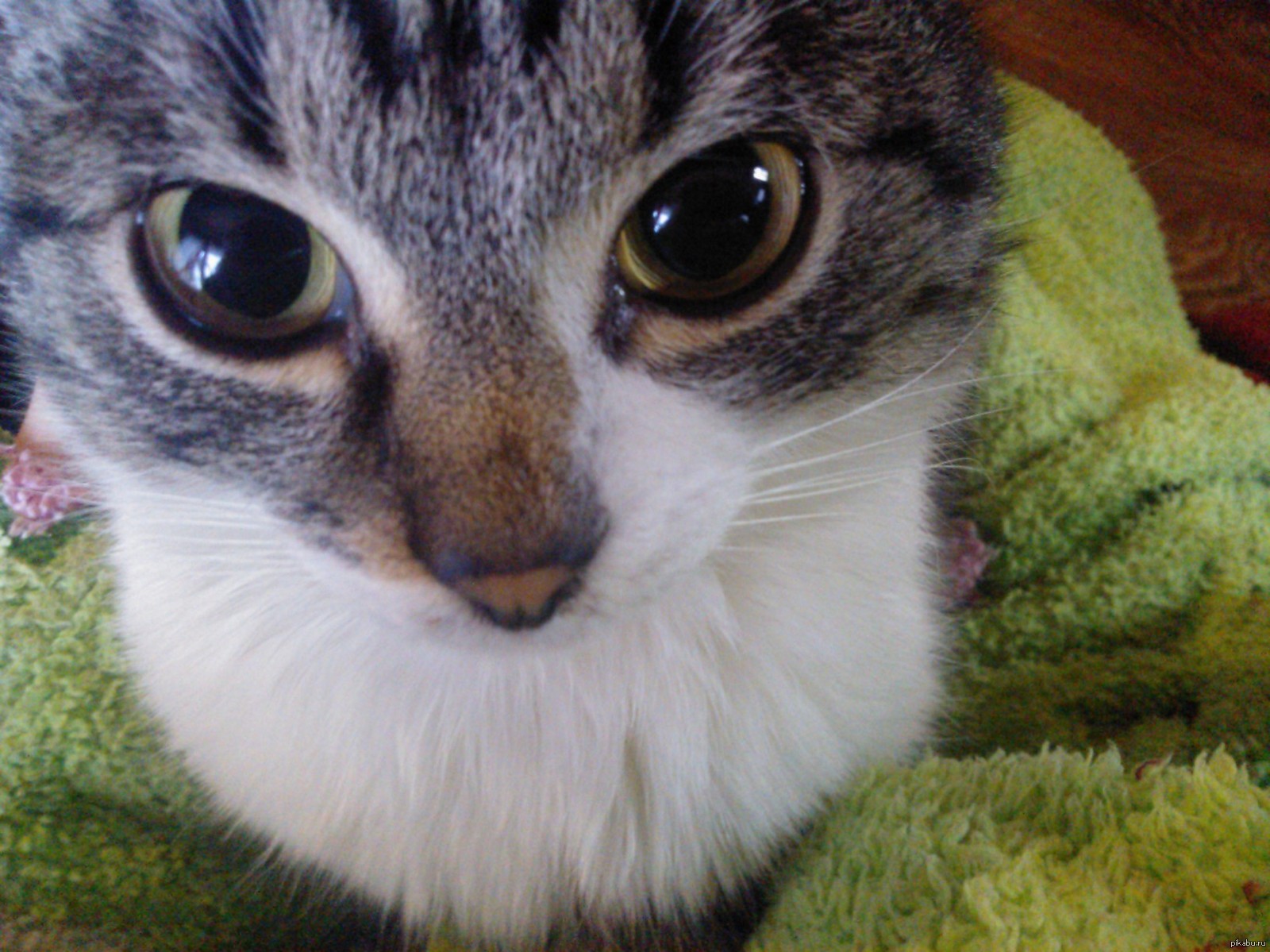 Кот геннадий петрович