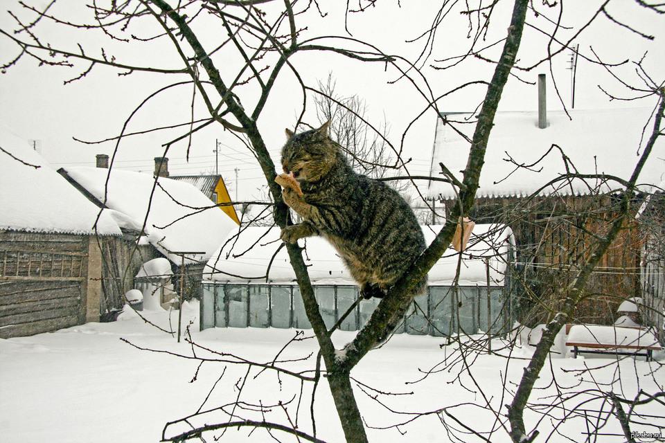 Есть сало да не про кота. Кот в птичьей кормушке. Кот и синица. Сало на дереве для птиц. Кормушка для птиц "кошка".