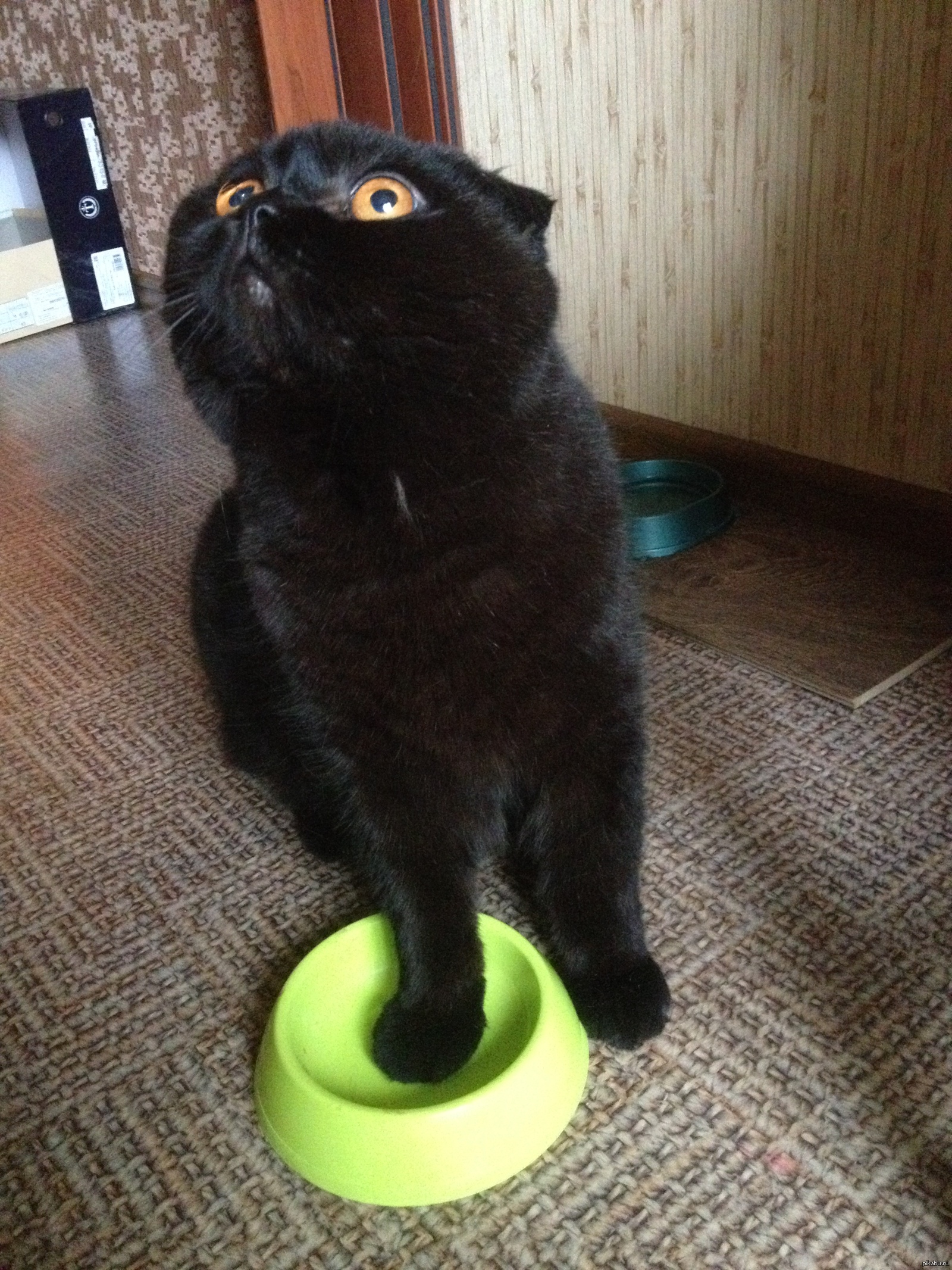 Толстый голодный. Шотландская вислоухая кошка черная. Голодный кот. Котик хочет кушать. Голодный котенок.