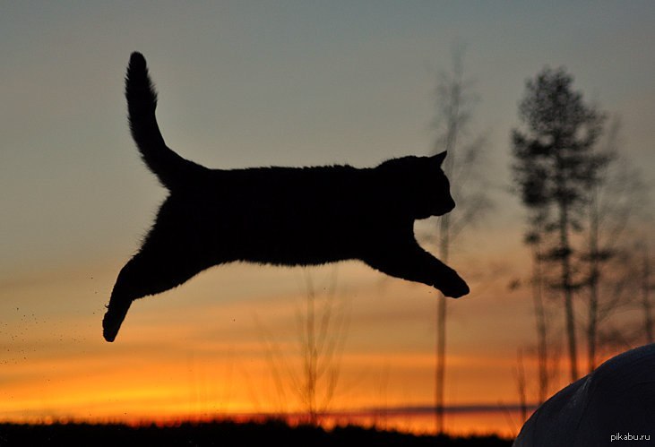 Кошки полетели. Кот в прыжке. Черный кот в прыжке. Летающие коты. Черный кот прыгает.