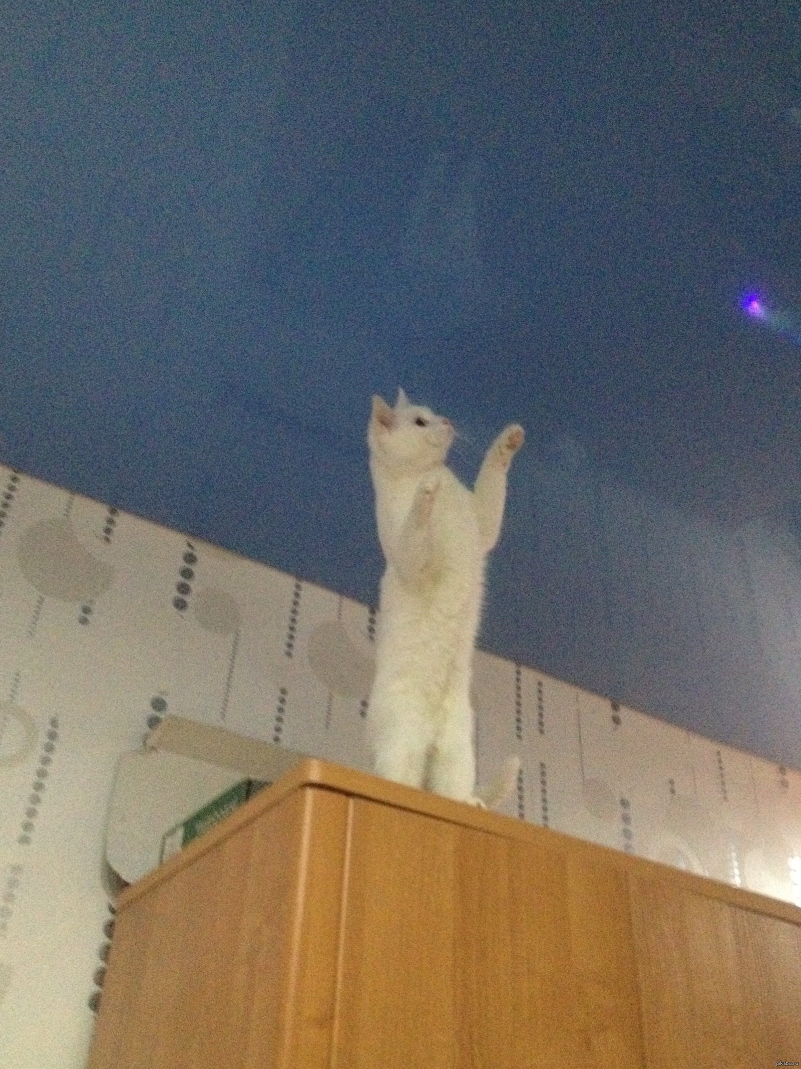 Натяжной потолок и кот