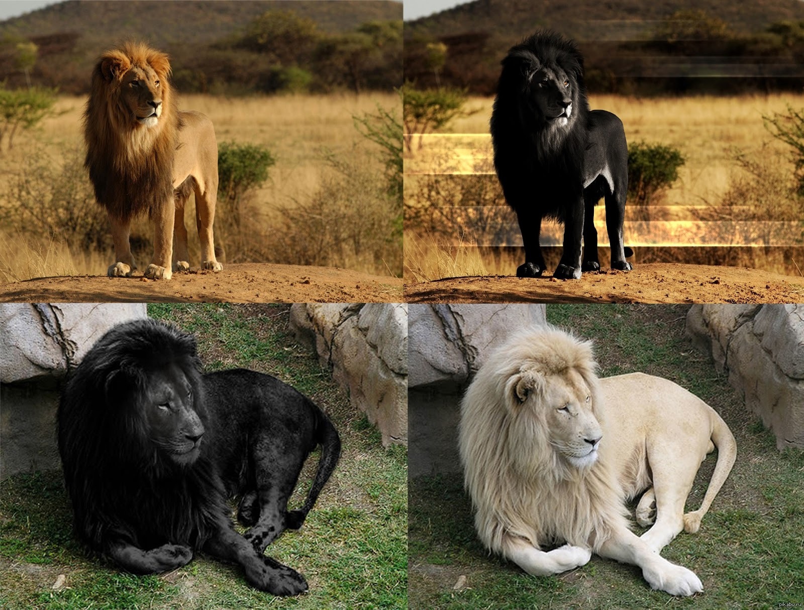 Что означает черный лев. Меланизм Лев. Пантера меланист. Львы меланисты. Львица меланист.