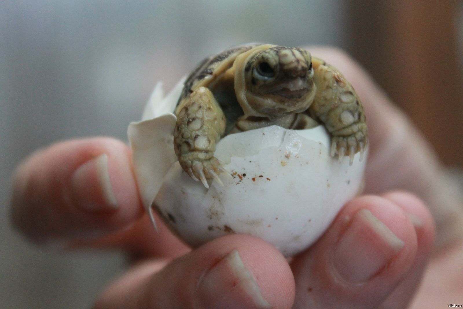 Новорожденная Среднеазиатская черепаха