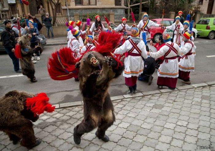 Медведь в румынии