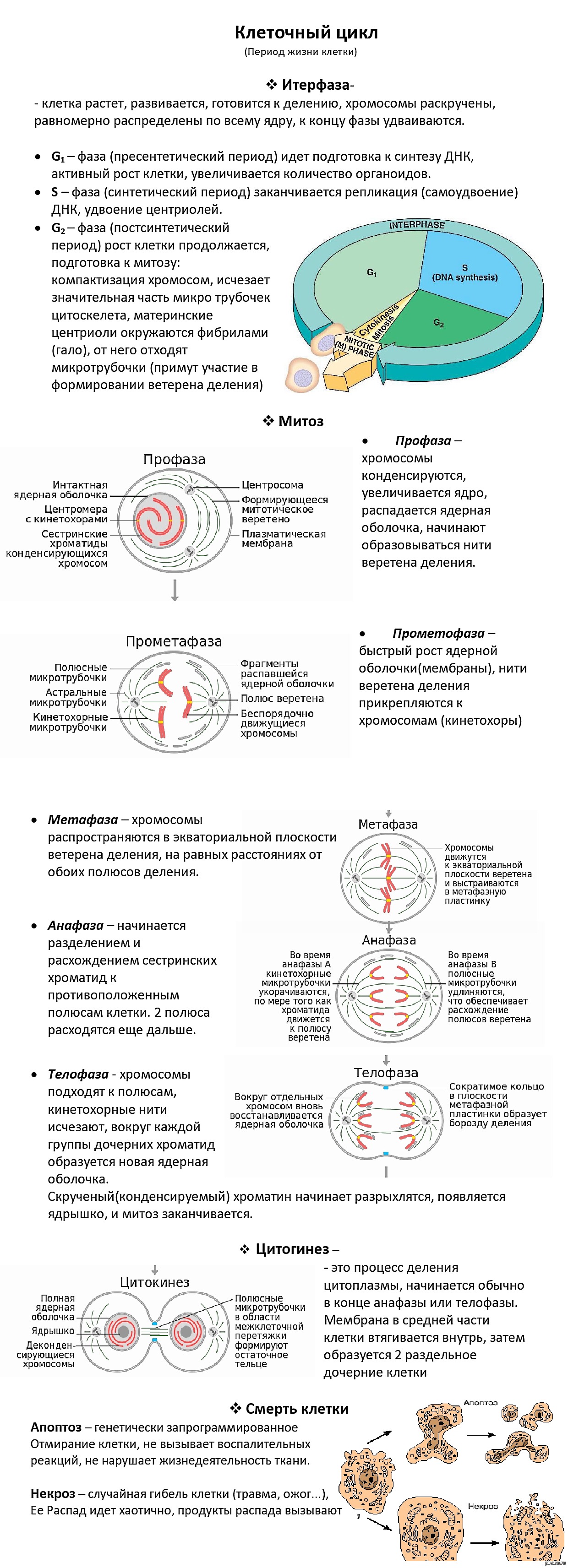 Клеточный цикл рисунок егэ