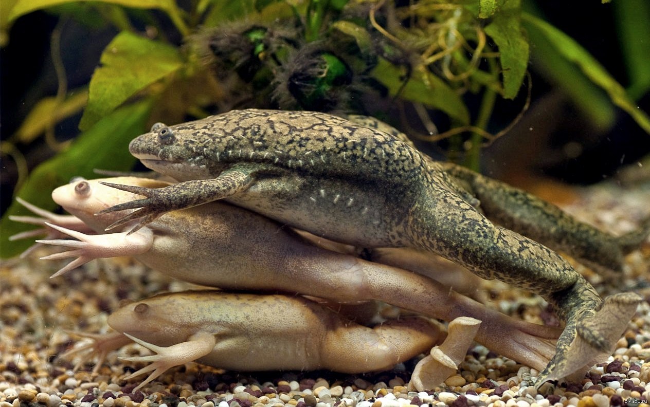 Земноводные живородящие. Шпорцевая лягушка Xenopus laevis. Африканская шпорцевая лягушка. Африканская шпорцевая лягушка Xenopus laevis. Гладкая шпорцевая лягушка.