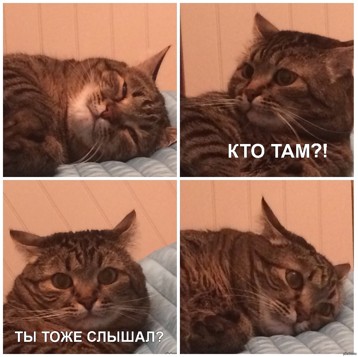 Кот проспал