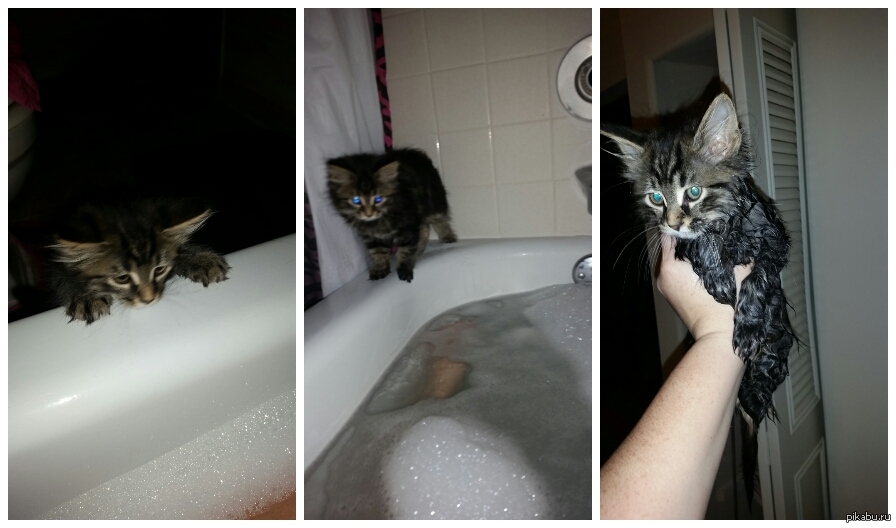 Видео кота в ванной. Кот в ванне. Котенок в ванной. Пушистый кот в ванной. Котенок в ванной прикол.