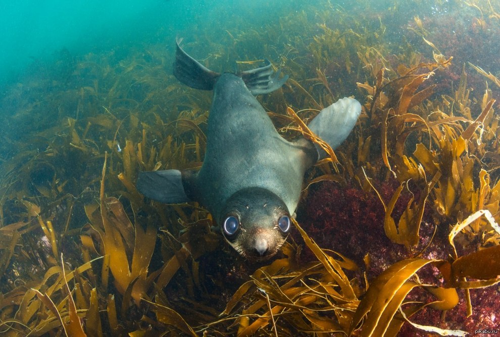 Сивуч командорские острова. Зеленая морская черепаха. Средиземноморская мурена. Галапагос — эквадор черепахи. Местных обитателей.