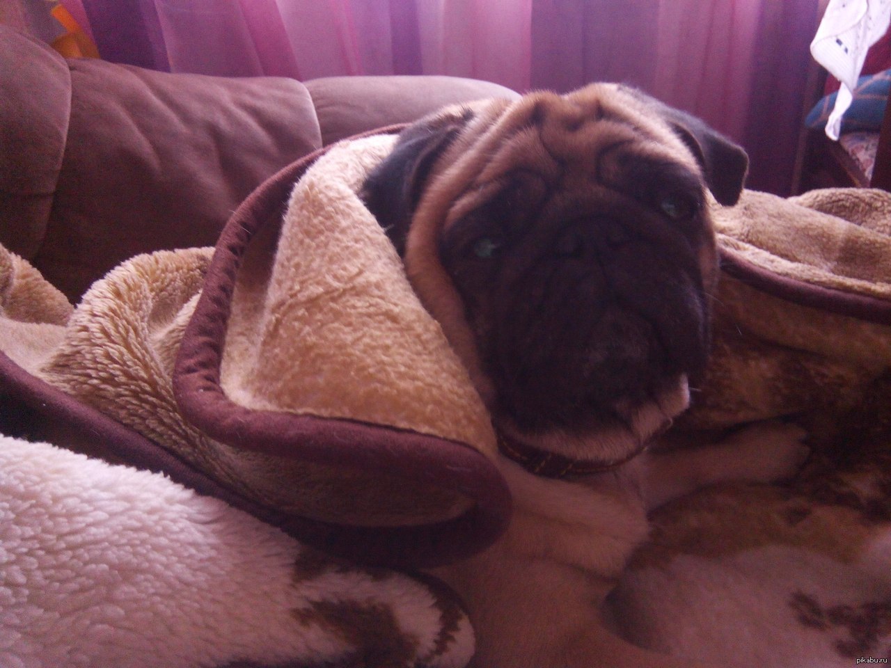 What, is it morning already? - Animals, Pug, Dream