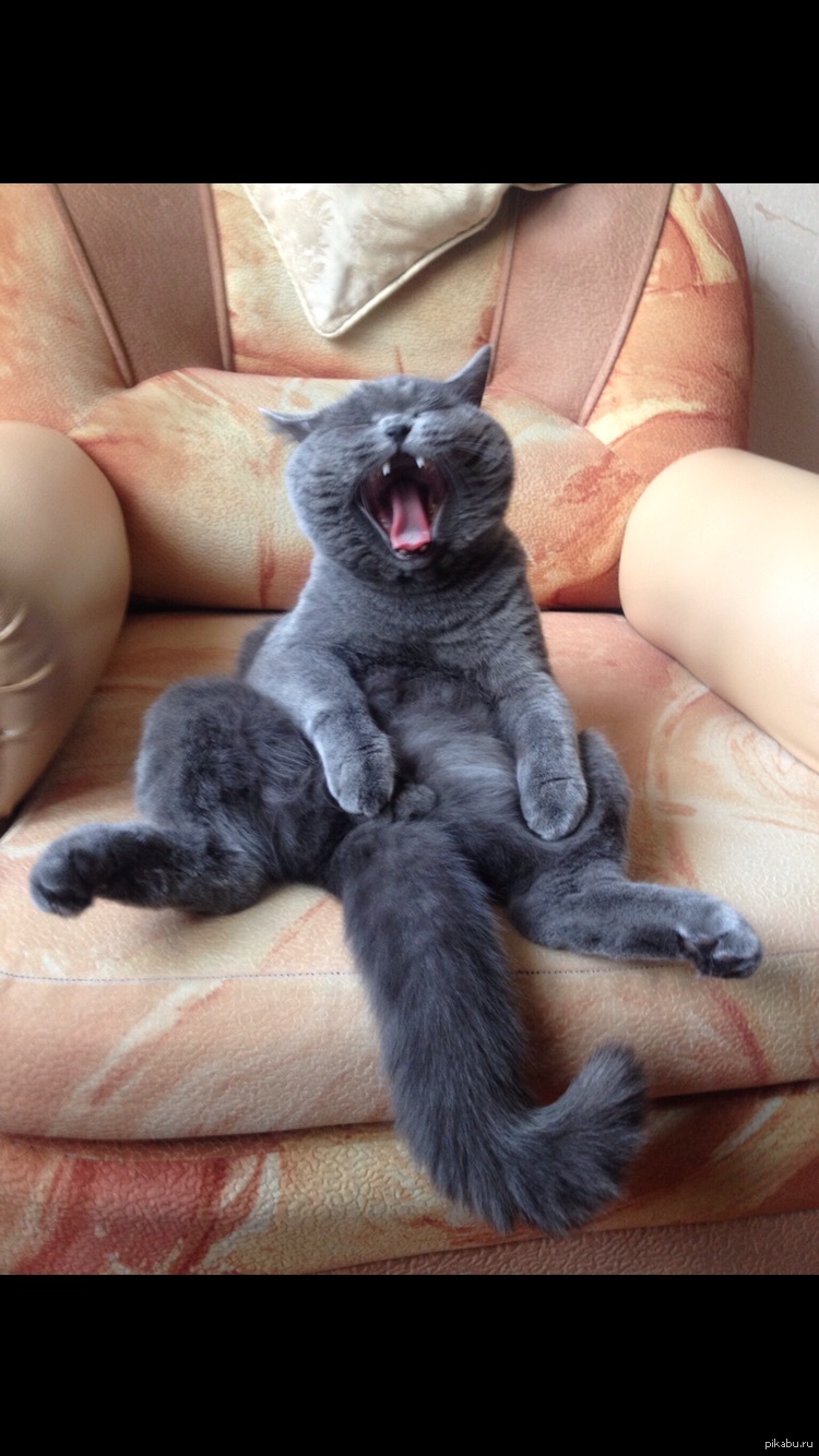 Жегир. Он же мой кот. Он же мой кот. Коты механики. У чаншо кот.