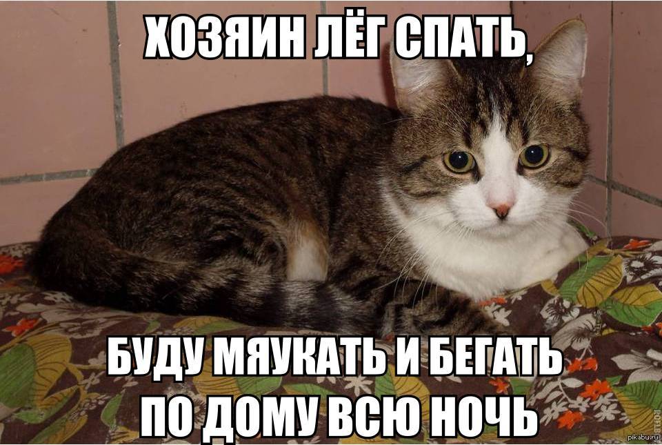 Не ем ничего вечером. Кот не дает спать. Смешные котики на ночь. Ночь и коты смешные. Мемы с котами про спокойной ночи смешные.