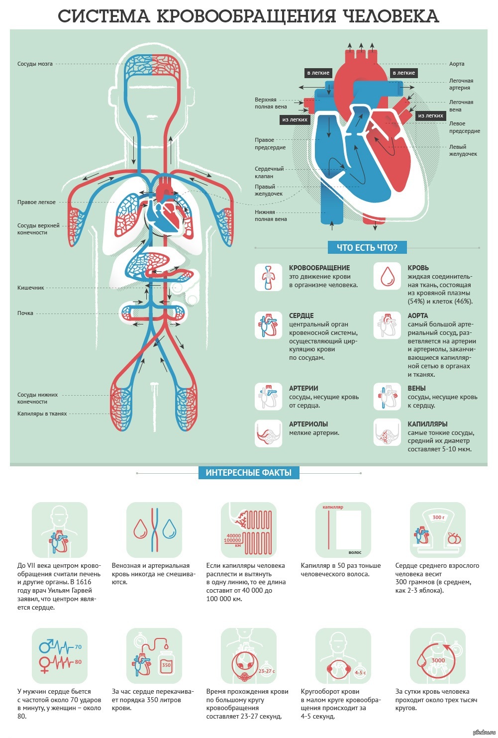 Система кровообращения человека состоит. Сердечно сосудистая система круги кровообращения. Система кровообращения человека схема. Система кровообращения человека сердце. Кровообоащениетчеловека.