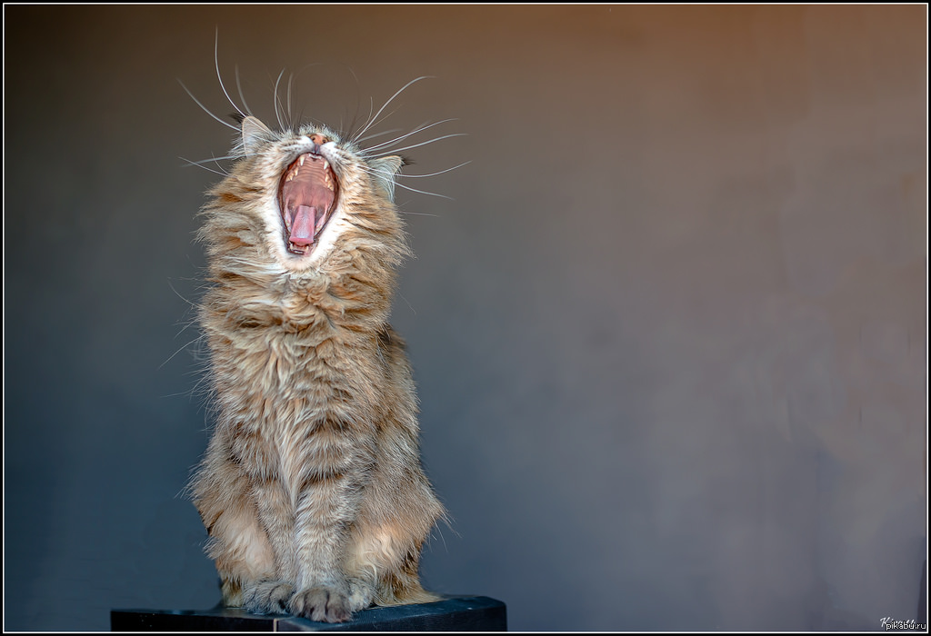 Почему кошки мяукают дома. Орущий кот. Кот зевает. Кричащий кот. Орать.