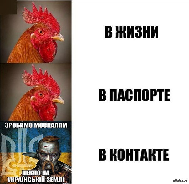 Виноваты петухи. Петух Украина. Хохол петух. Украинский петушок. Украинский петух мемы.