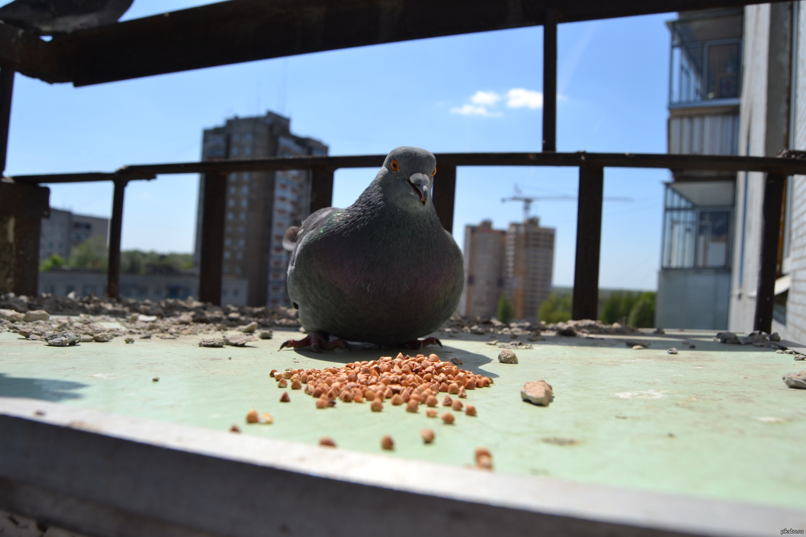 Голубь на балконе. Голубь с камерой. Балконный голубь пикабу.