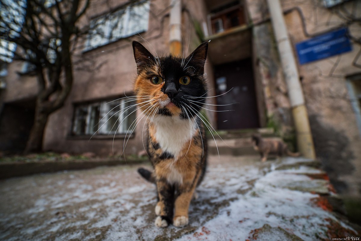 Кот жив. Кот разбойник. Кот мрр. Мрр картинки. Кот разбойник фото.