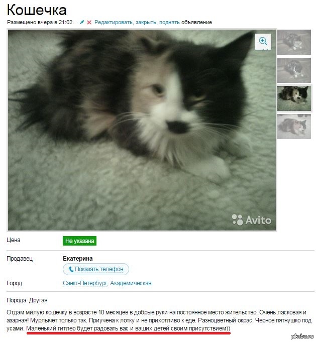Смешные объявления про животных. Прикольные объявления о продаже животных. Смешное объявление о продаже кота. Авито про животных. Смешные объявления о продаже.