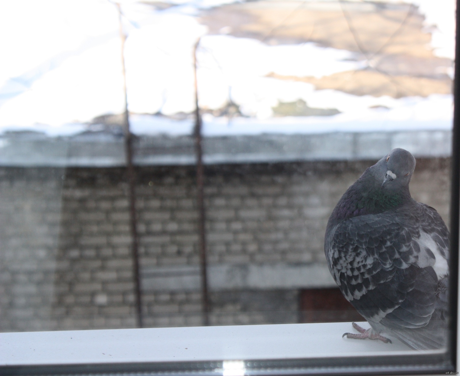 Птичка садится на окошко. Голубь на подоконнике. Голубь на окошке. Горлица птица на окне. Птицы на окна.