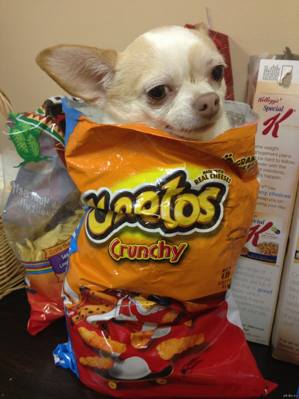 Удобная упаковка, Собака, Чихуахуа, Cheetos.